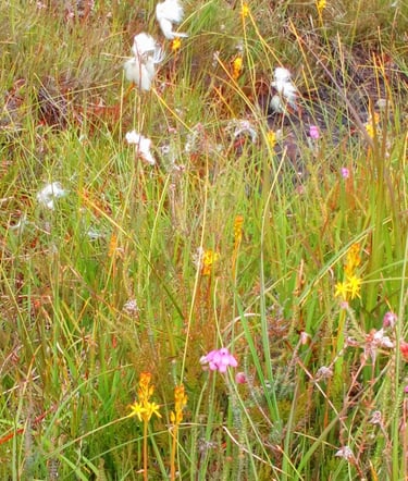 Native habitat