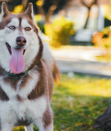 Happy husky being walked, dog walking
