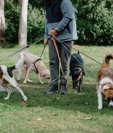 Man walking multiple dogs in park