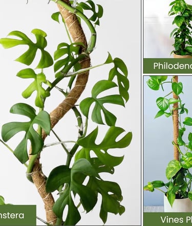 Climbing indoor houseplant secured to a moss pole showing aerial root attachment and vertical growth