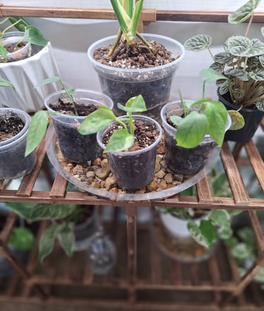 Clear nursery pot with drainage holes for indoor plant repotting and healthy roots