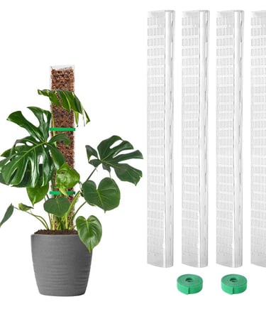 Indoor plant next to moss pole demonstrating proper moss pole installation for climbing plants