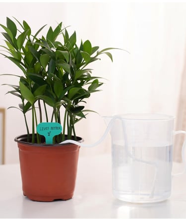 Self-watering wick system installed in plant pot to regulate soil moisture for indoor houseplants.