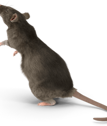 Un Rat