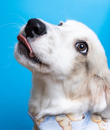A sweet  puppy shepard caught with the tongue out 
