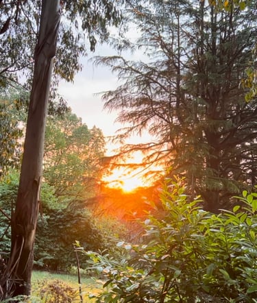 Sunset in the town of Toolangi, Victoria, Australia