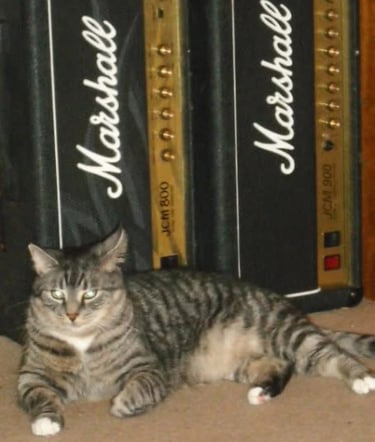 Scampi endorses Marshall!