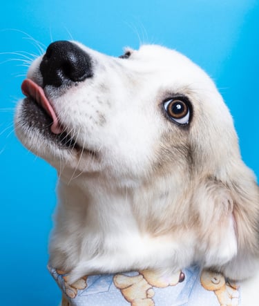 A sweet puppy shepard caught with the tongue out