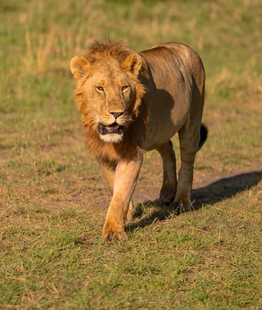 Salas Camp, Kenya - male lion