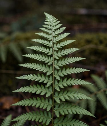 A professional macro photograph of a single fern frond in a North American / US woodland. Dew drops cling to the sage green leaves, catching the soft morning light. The background is a blurred, deep charcoal and muted olive green forest floor. Heartfelt and elegant style.