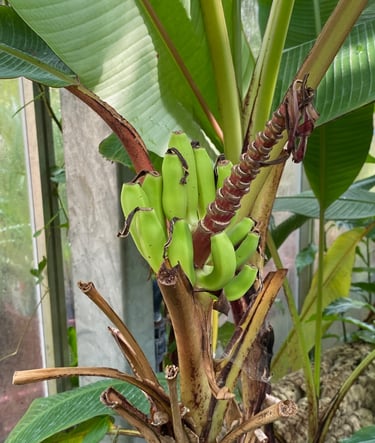 Banana tree