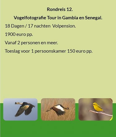 Flyer Tour 12 – 18-daagse vogelfotografie Gambia & Senegal rondreis, full board, prijs vanaf €1900 p