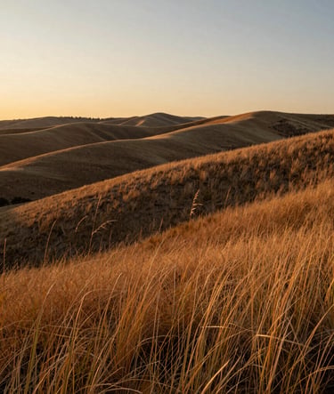 A wide, candid landscape shot of North American / General Western rolling hills at sunset. The light is warm and cinematic, catching the soft sand textures of the tall grass.