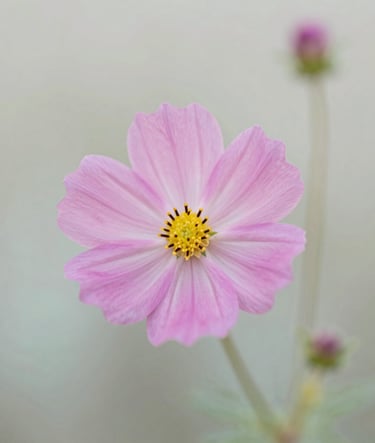 A professional macro photograph of a delicate pink wildflower with soft petals, focused sharply with a shallow depth of field against a blurred light mint and off-white meadow background, North American / US, morning light.