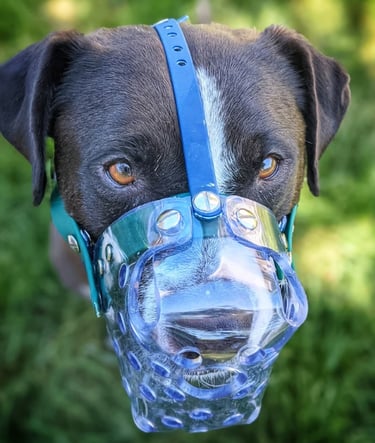Bully breed muzzled