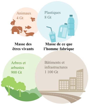 Infographie sur la masse de ce que l'homme produit par rapport à la biomasse