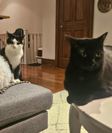 cat visit in leslieville - two cats