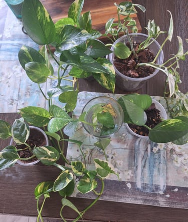 Trailing pothos growing indoors as part of a houseplant collection.