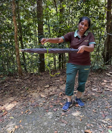 a woman holding a purple umbrella in a forest