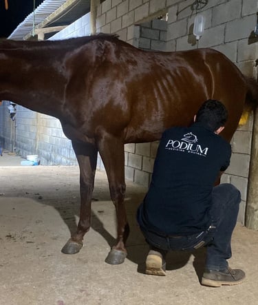 Podium Medicina Equina atendimento profissional e especializado