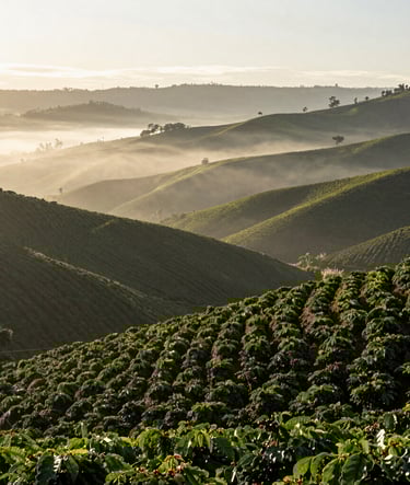 A wide landscape photography of rolling coffee plantations in the South American / Latin Andes, mist clinging to the green hillsides at dawn, layers of coffee bushes in neat rows, sophisticated and peaceful atmosphere with soft morning light.