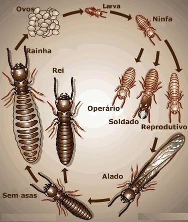 Descupinização