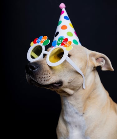 Close-up portrait of a happy dog wearing a party hat at a pet photography studio in Thessaloniki