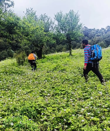 Trekkers walking through a meadow of white wildflowers