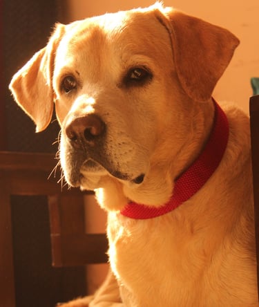 Dog Boarding, Dog Boarding near me, Pet Boarding, Pet Boarding near me, Dog Care, Happy Pettings