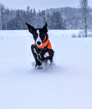 whippet pentutiedustelu yhteydenotto