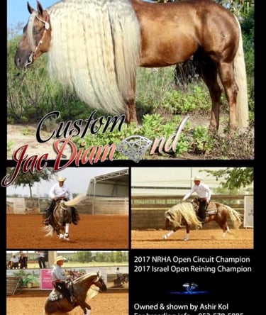 stallion quarter horse americain