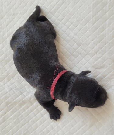 Femelle Schnauzer nain noir