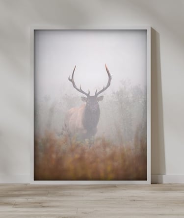 Framed print from Nate Bowery Photography of an elk in the Great Smoky Mountains of North Carolina