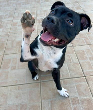 sorriso staffy grecalestaffs staffordshire bull terrier