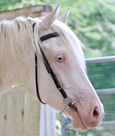 americain mare quarter horse jument cremello
