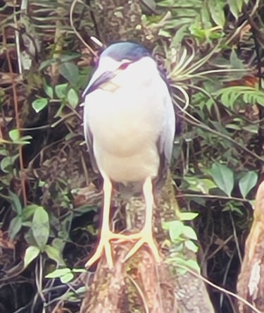 Everglades NP