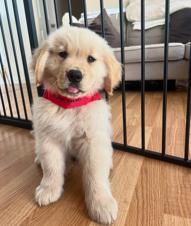Golden Retriever Puppies for Sale