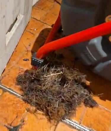 Roots extracted from drain-Montreal