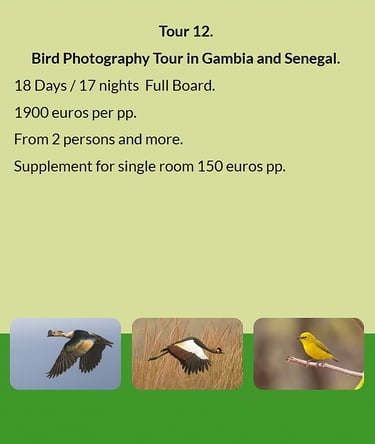 Flyer Tour 12 – 18-day bird photography Gambia & Senegal tour, full board, price from €1900 per pers