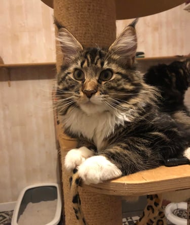 a cat maine coon sitting on a cat tree