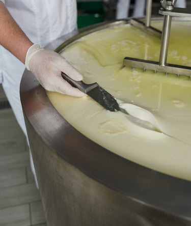 cheese coagulation at cheese production line