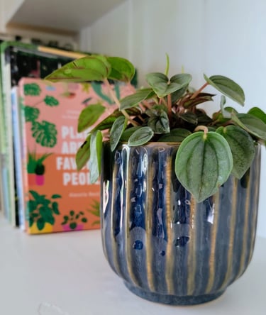 Frost peperomia plant beside books