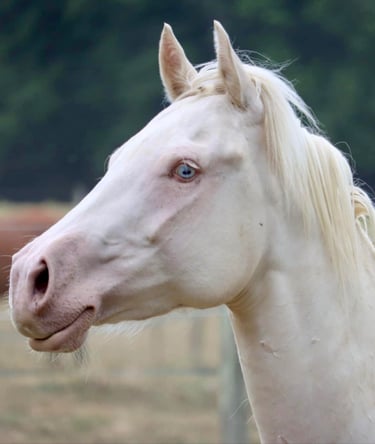 americain mare quarter horse jument cremello blue eyes