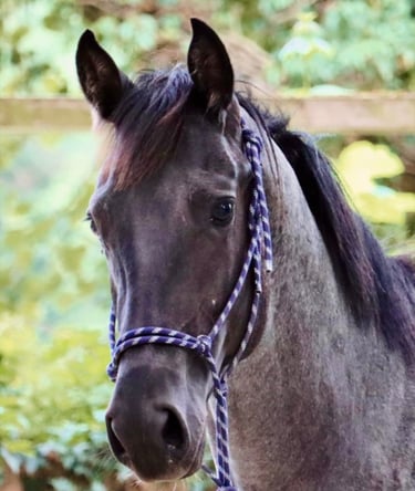 americain stallion quarter horse etalon blue roan