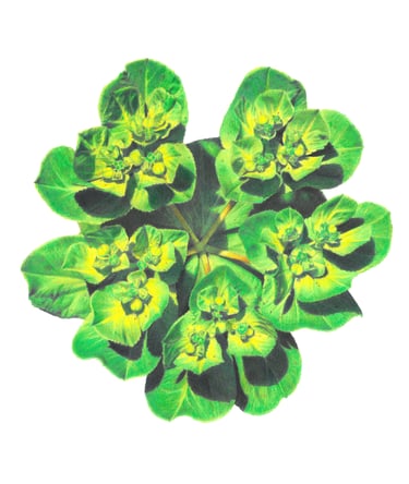 Sun spurge drawing