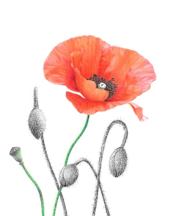 Poppies drawing