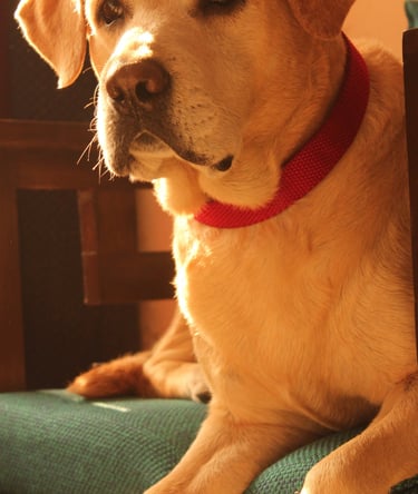 Dog Boarding, Dog Boarding near me, Pet Boarding, Pet Boarding near me, Dog Care, Happy Pettings