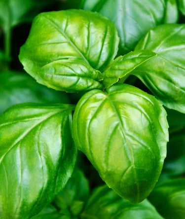 GENOVESE BASIL