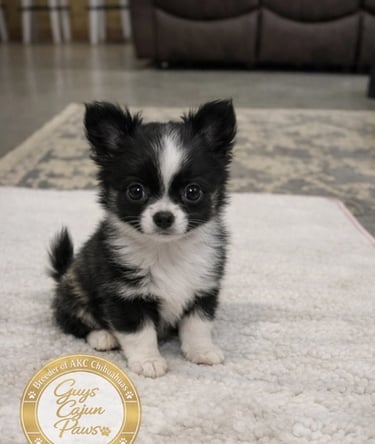 Akc chihuahua black and white puppy sitting on blanket