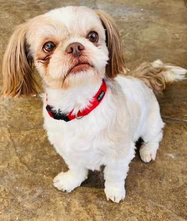 25 Best Dog Breeds for Highly Sensitive People (HSP)